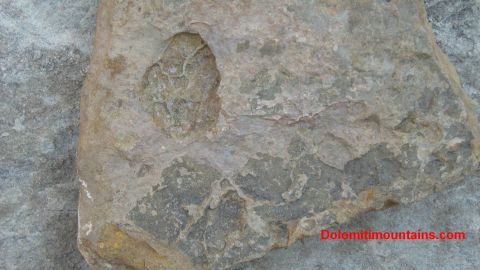 stone with fossils