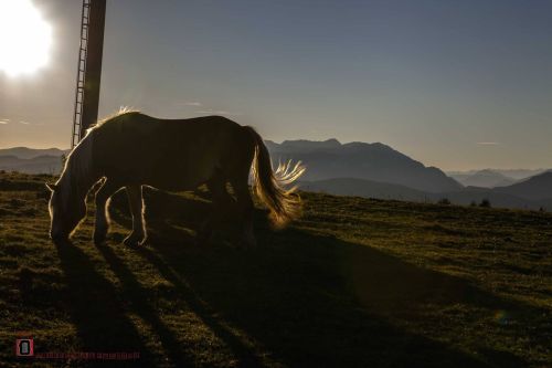 horse at sunset