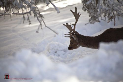 the fallow deer