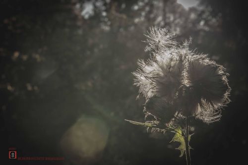 the thistle and seeds