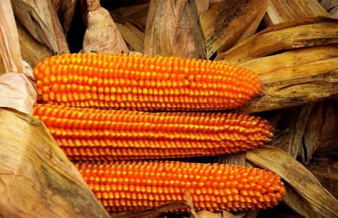 sponcio corn