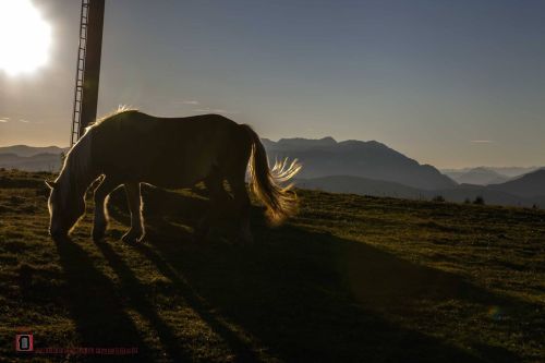 horse and sunset