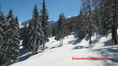 snow on the trees