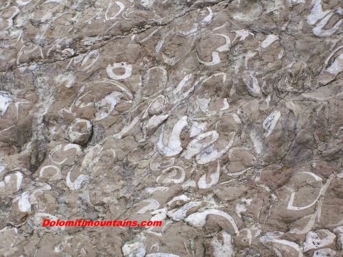 many rocks with fossils