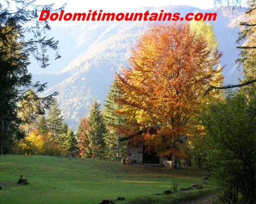 Autumn in the forest